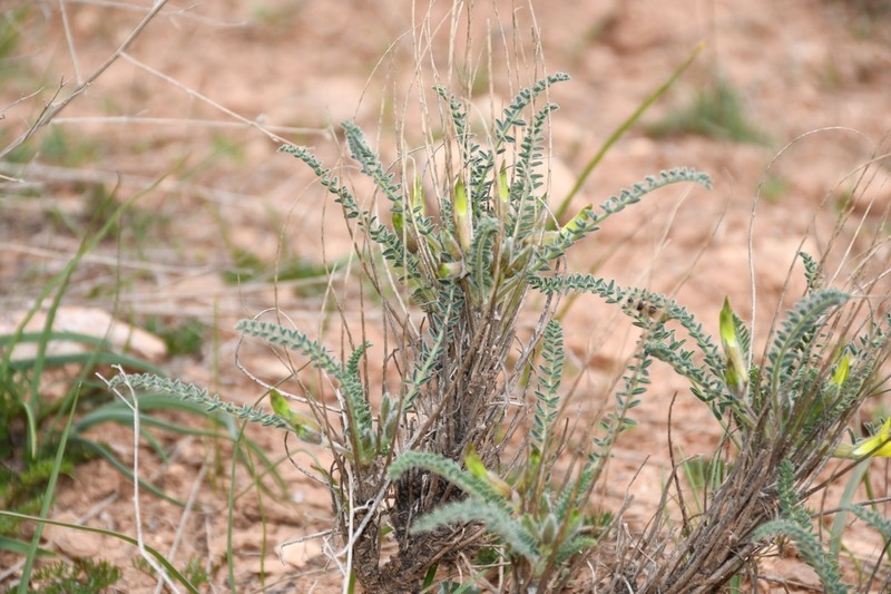 Astragalus farctissimus photo 4