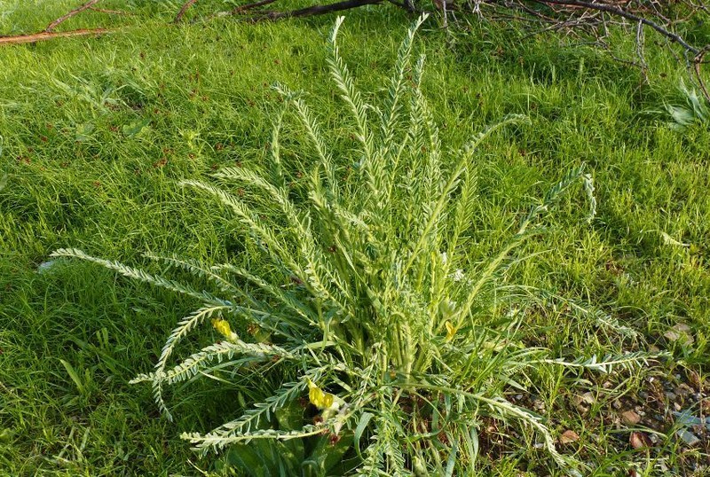 Astragalus farctissimus photo 5