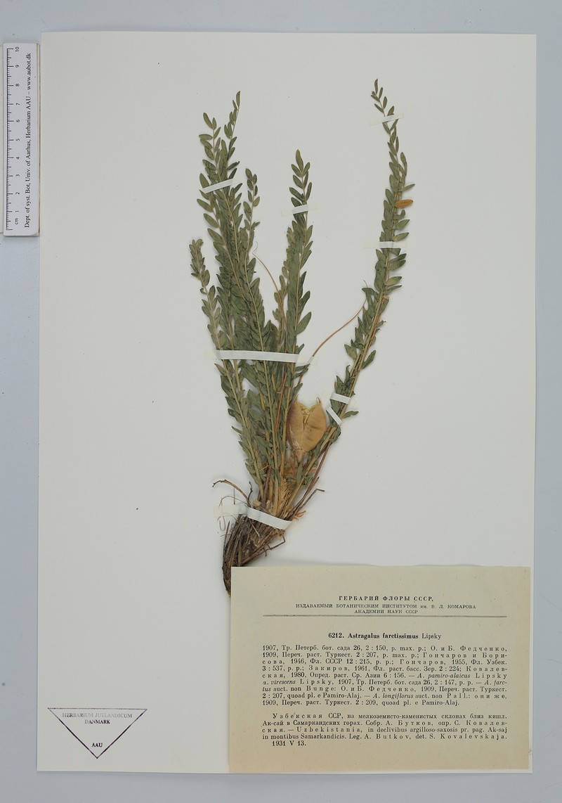 Astragalus farctissimus photo 6