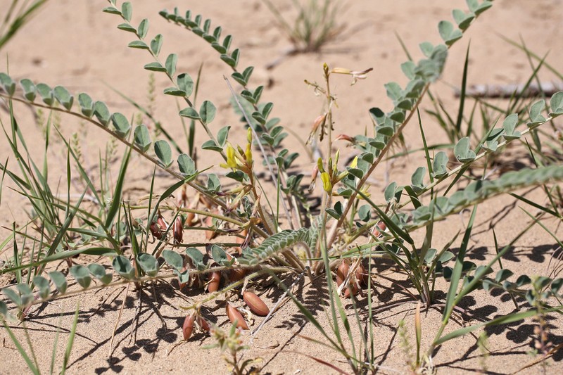 Astragalus farctus
