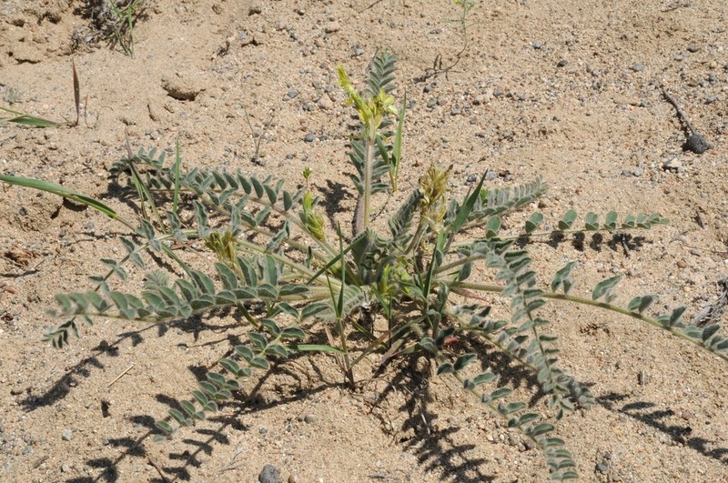 Astragalus farctus photo 2