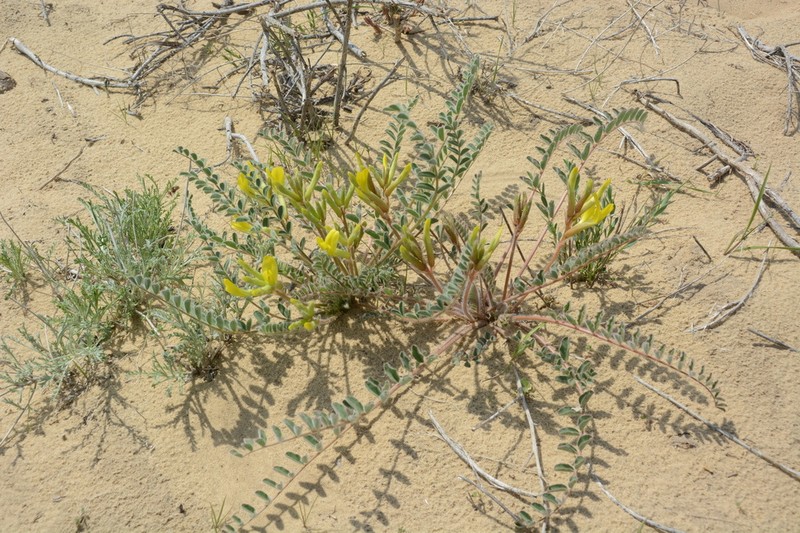 Astragalus farctus photo 3
