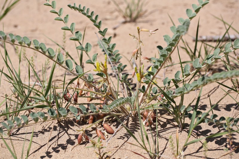 Astragalus farctus photo 4
