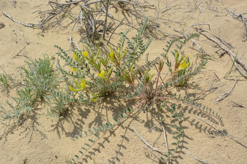 Astragalus farctus photo 5