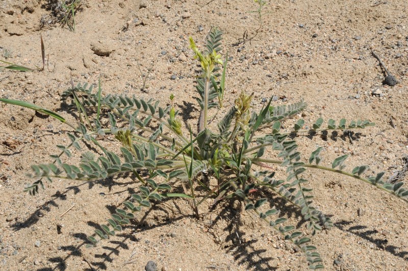 Astragalus farctus photo 6