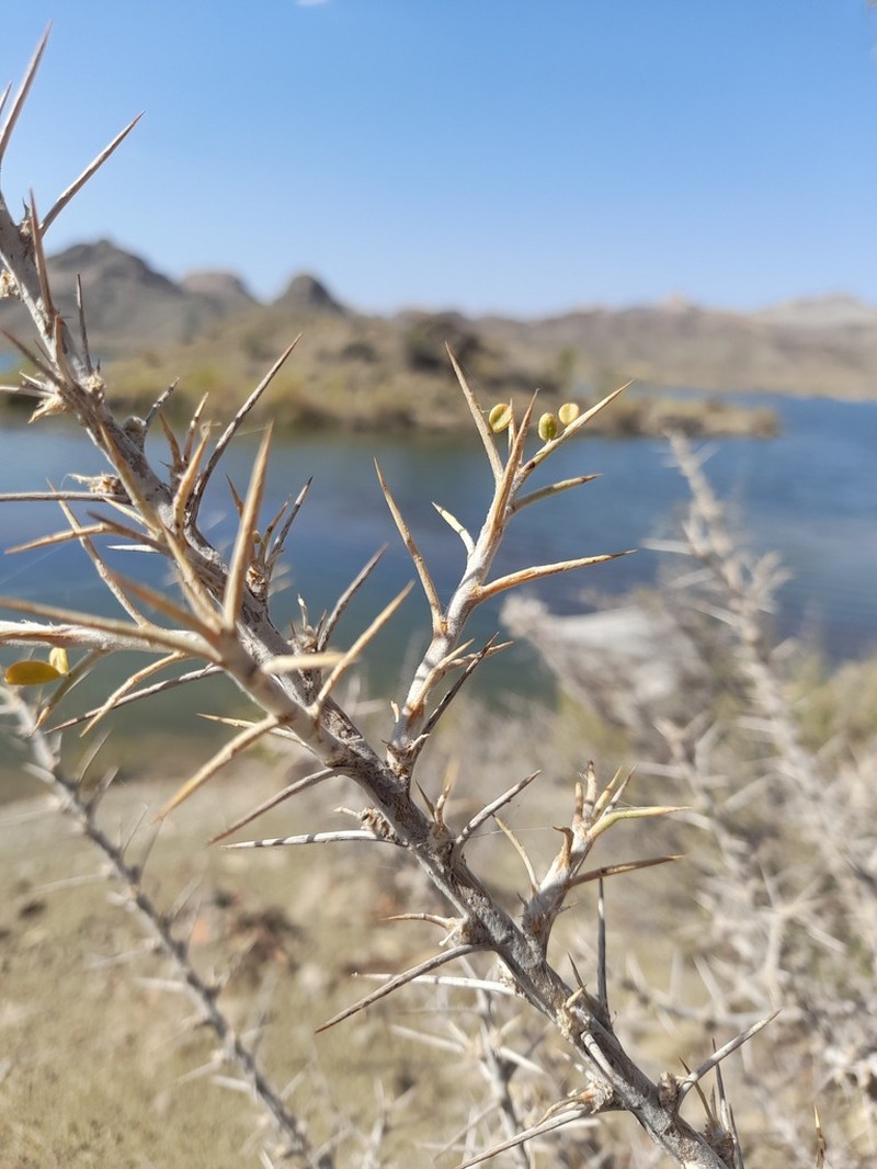 Astragalus fasciculifolius