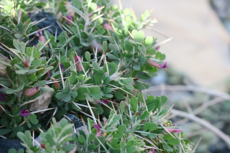 Astragalus fasciculifolius photo 2