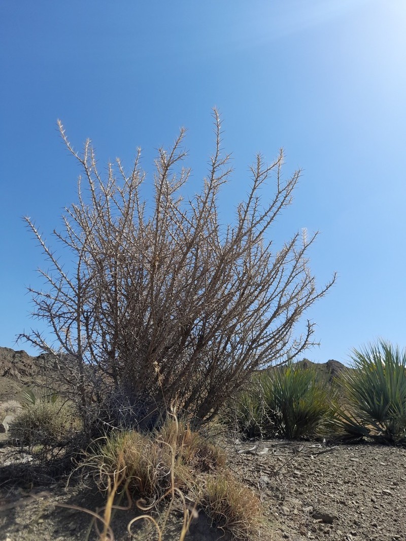 Astragalus fasciculifolius photo 3