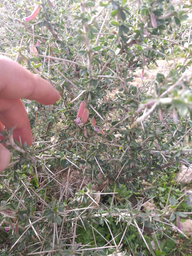 Astragalus fasciculifolius photo 4