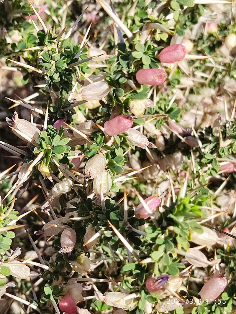 Astragalus fasciculifolius photo 5