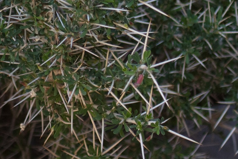 Astragalus fasciculifolius photo 7