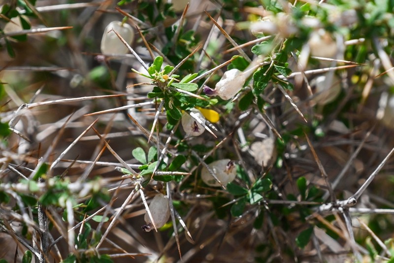 Astragalus fasciculifolius photo 8