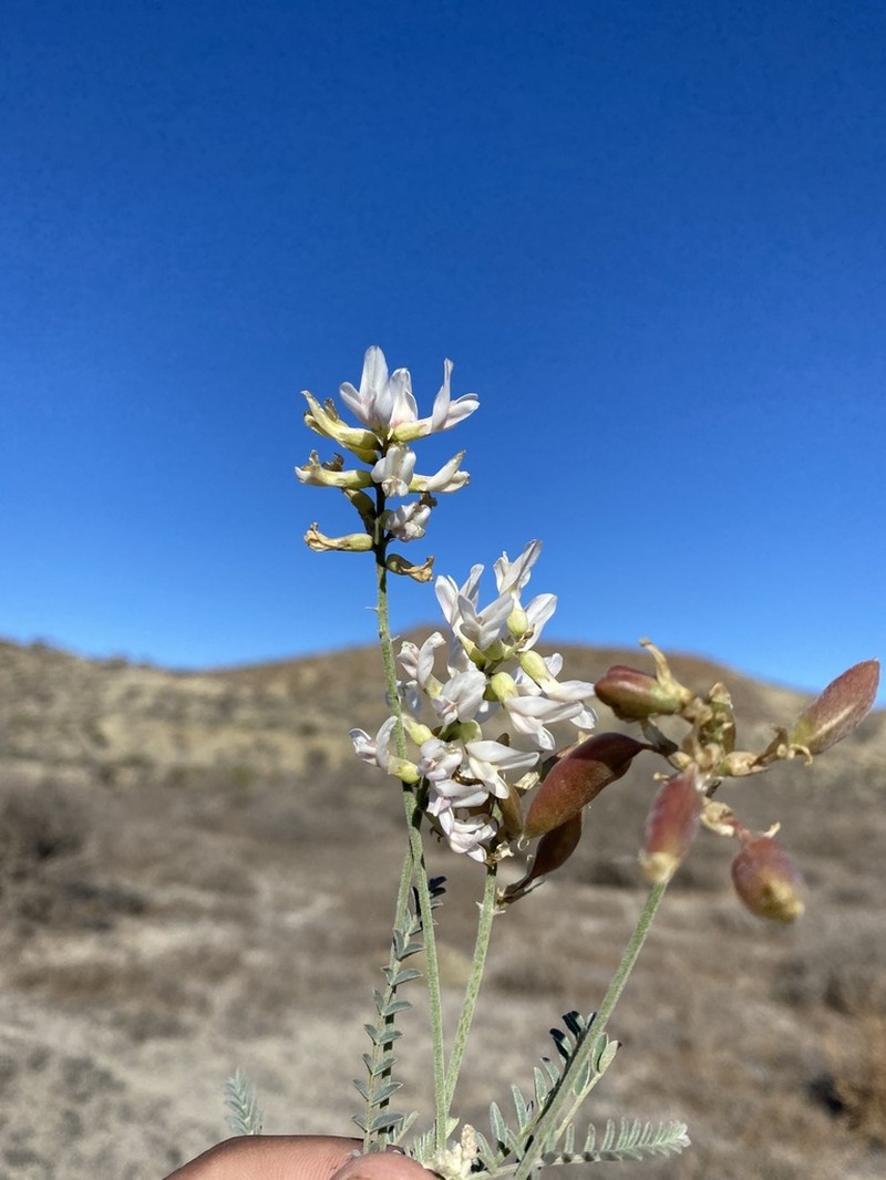 Astragalus fastidius
