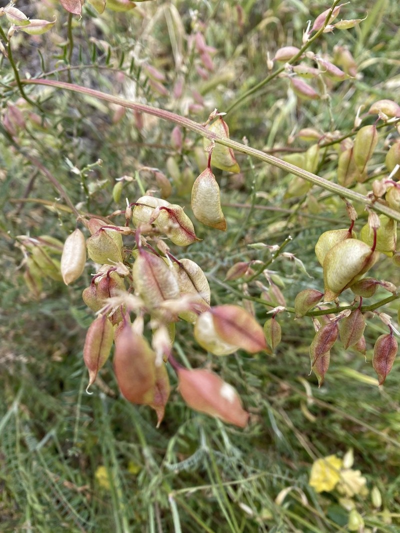 Astragalus fastidius photo 2