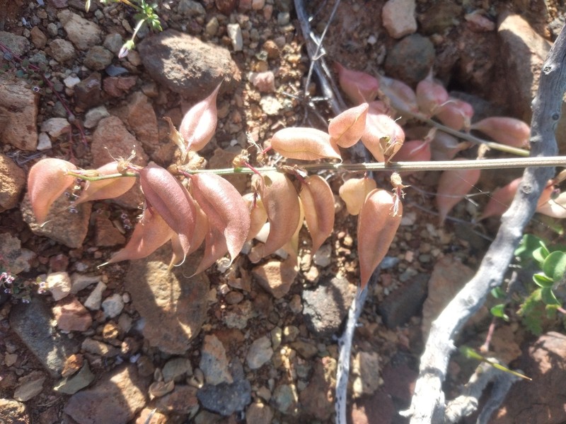 Astragalus fastidius photo 3