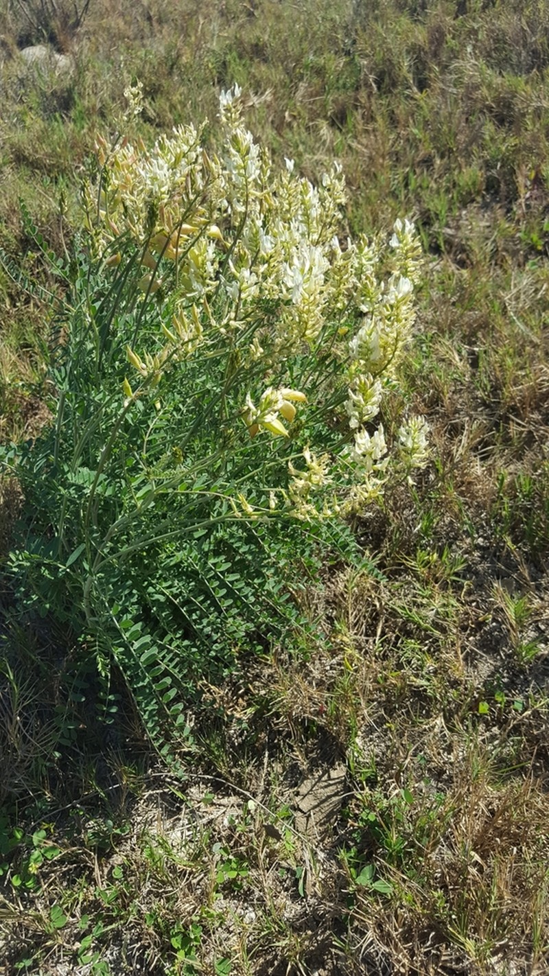 Astragalus fastidius photo 4