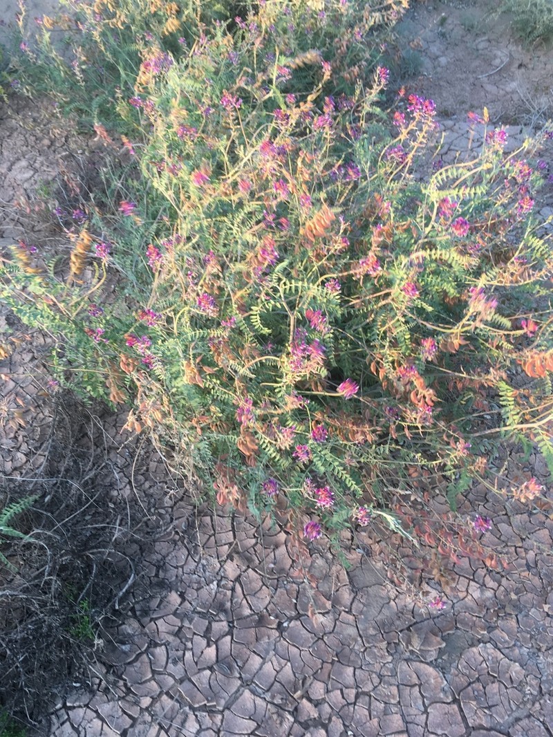 Astragalus fastidius photo 5