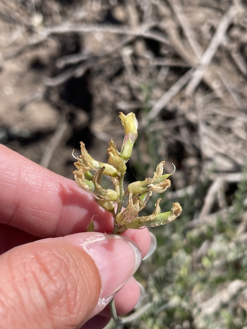Astragalus fastidius photo 6