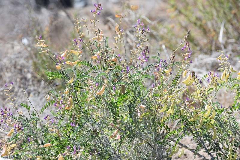 Astragalus fastidius photo 7