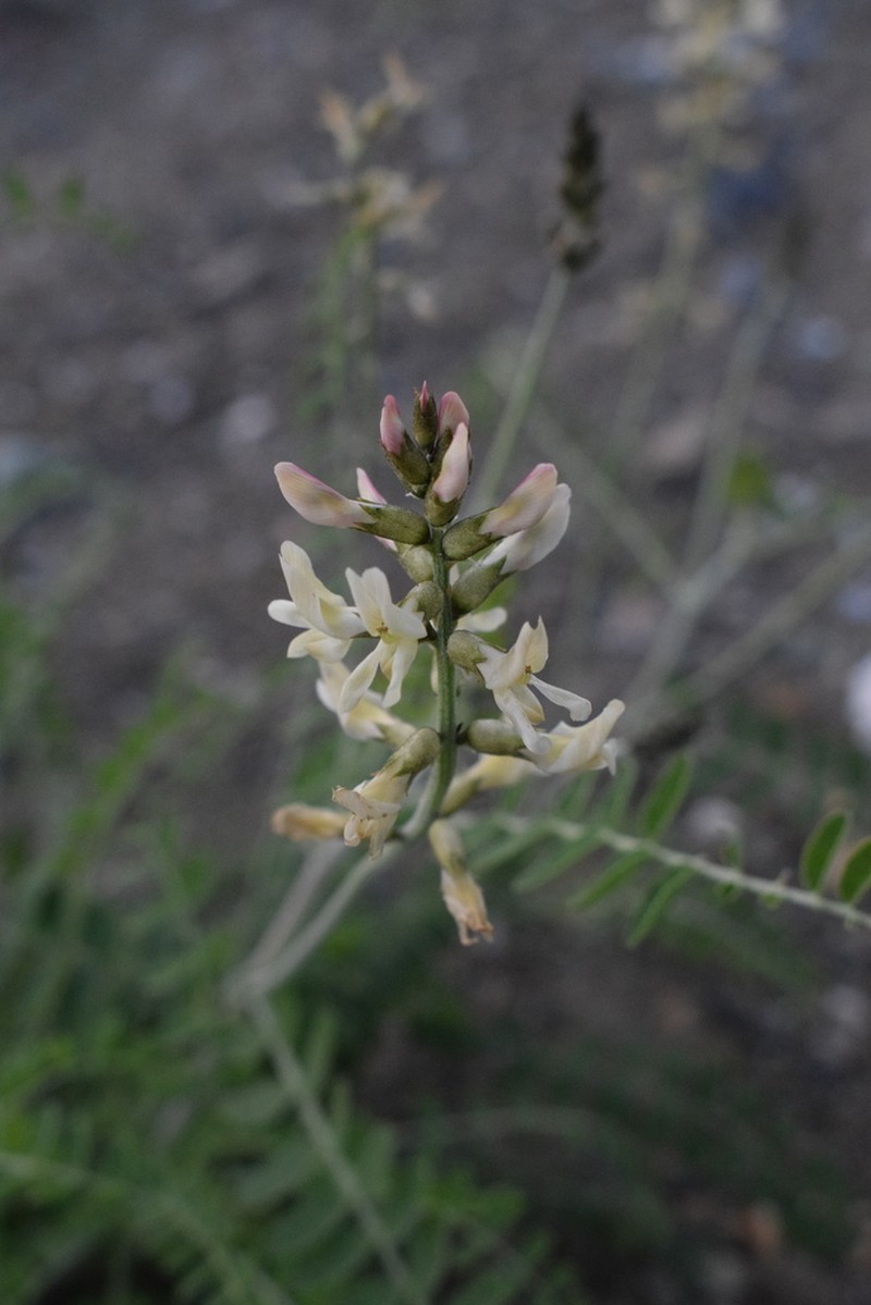 Astragalus fastidius photo 8