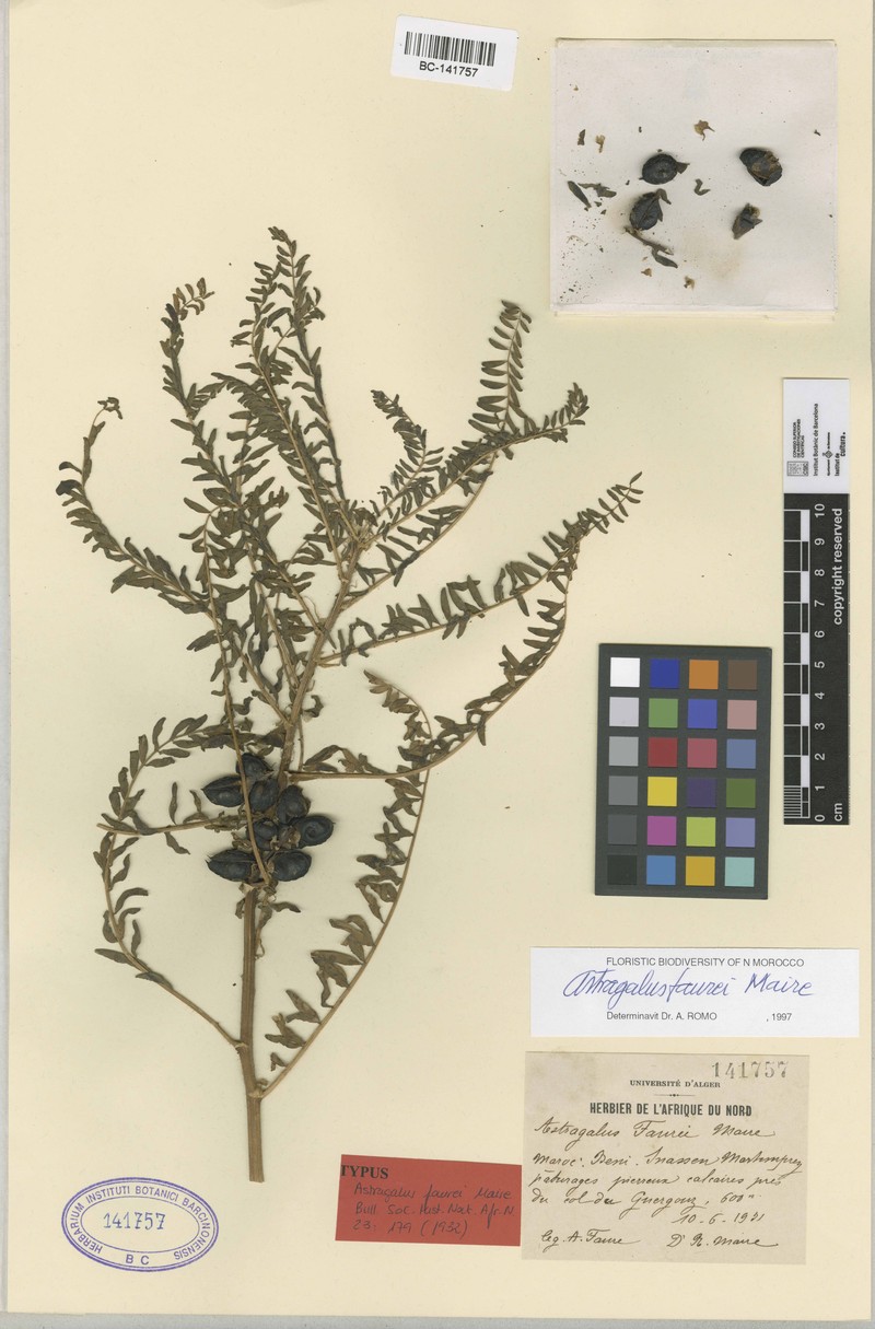 Astragalus faurei