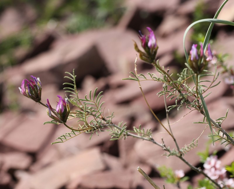 Astragalus fedtschenkoanus