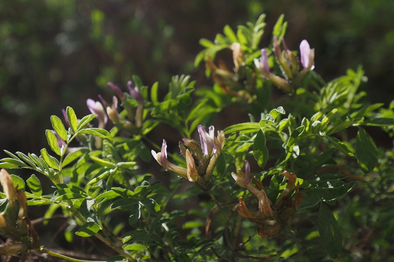Astragalus fedtschenkoanus photo 2