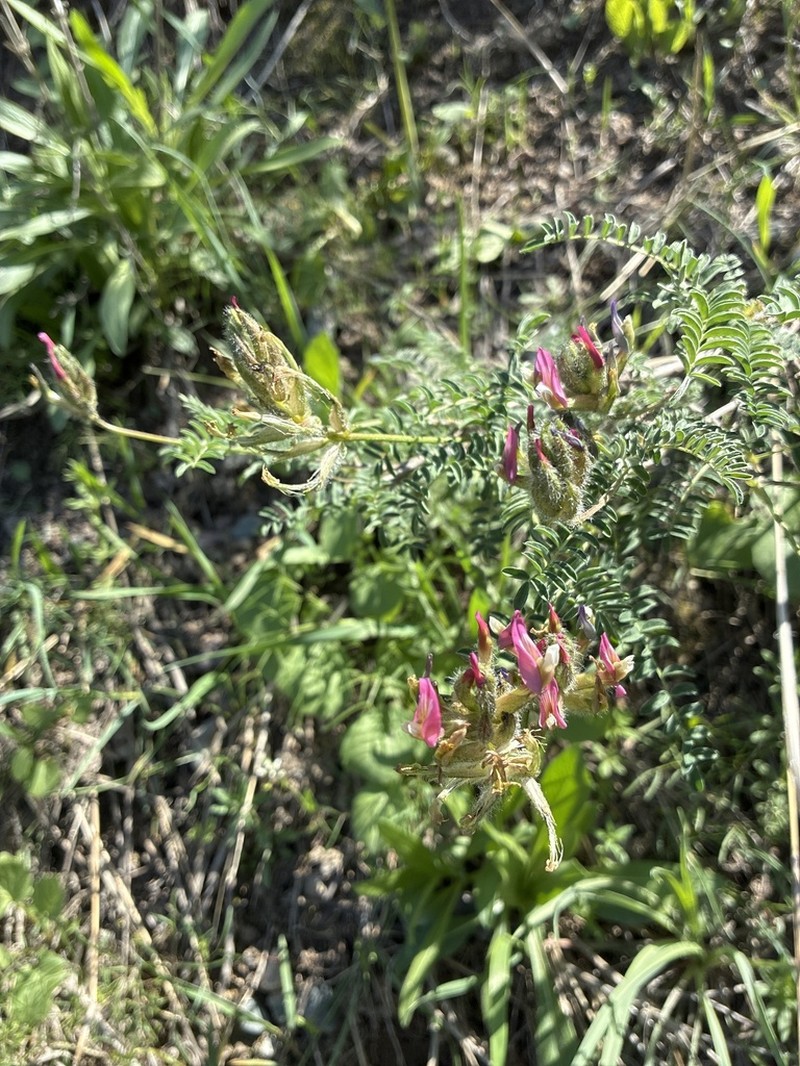 Astragalus fedtschenkoanus photo 3