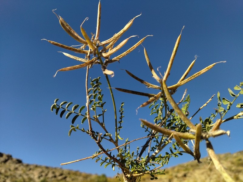 Astragalus fedtschenkoanus photo 4