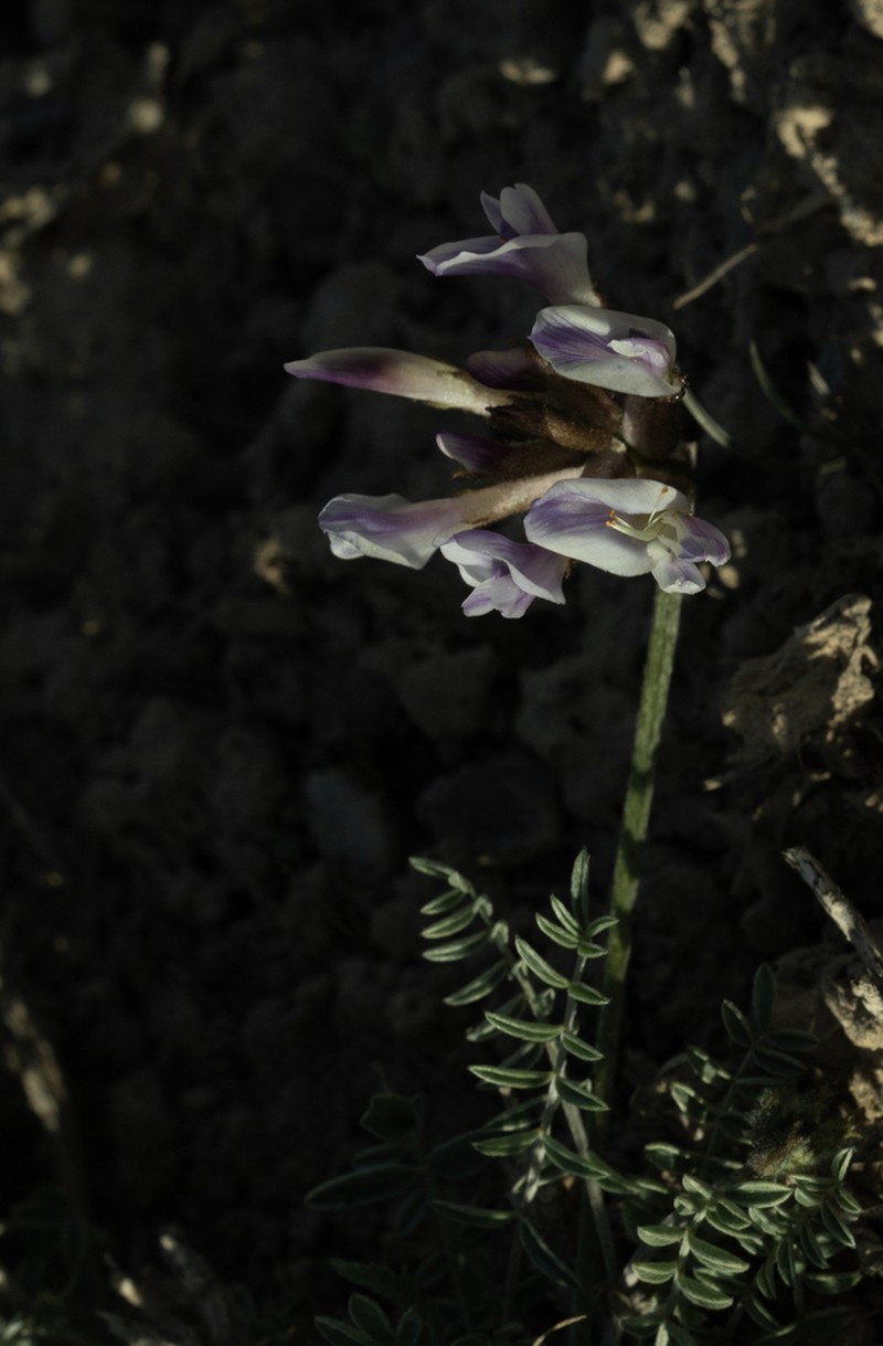 Astragalus fedtschenkoanus photo 5