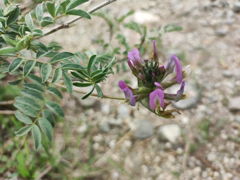 Astragalus fedtschenkoanus photo 6