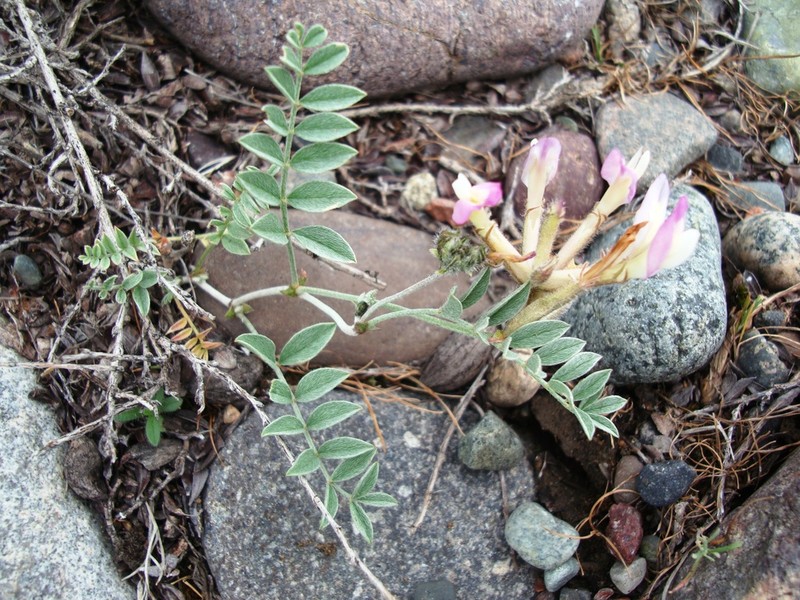 Astragalus fedtschenkoanus photo 7