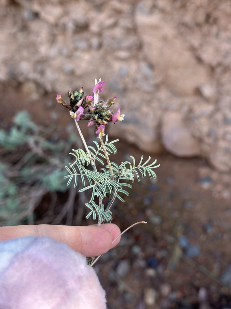 Astragalus fedtschenkoanus photo 8