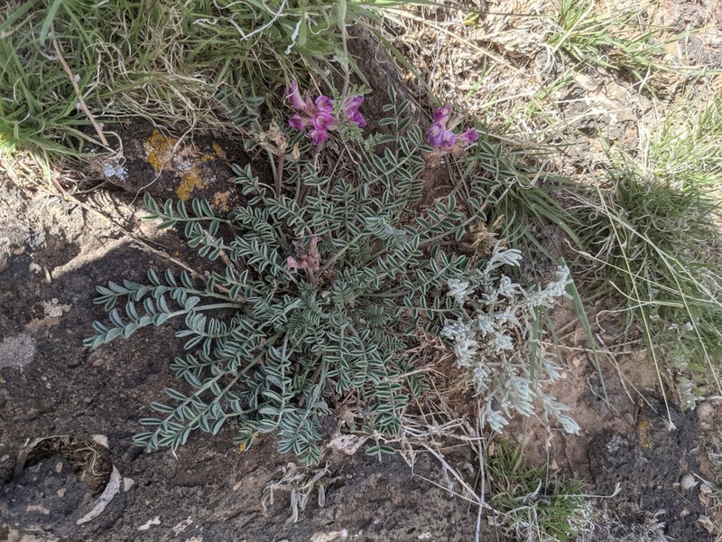 Santa Fe Milkvetch
