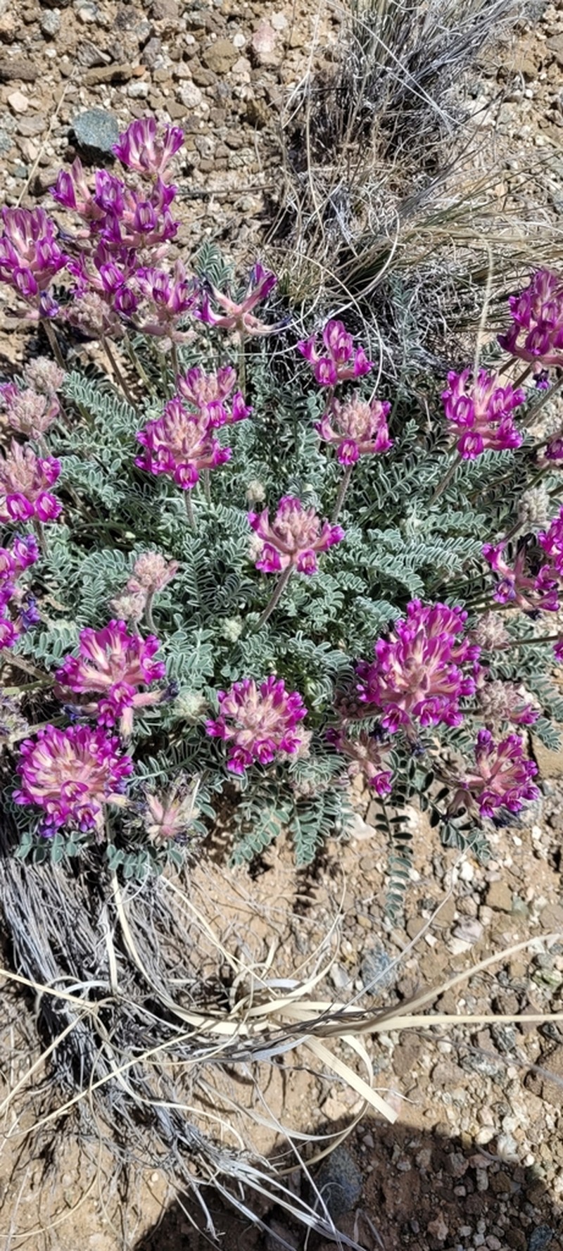 Santa Fe Milkvetch photo 2