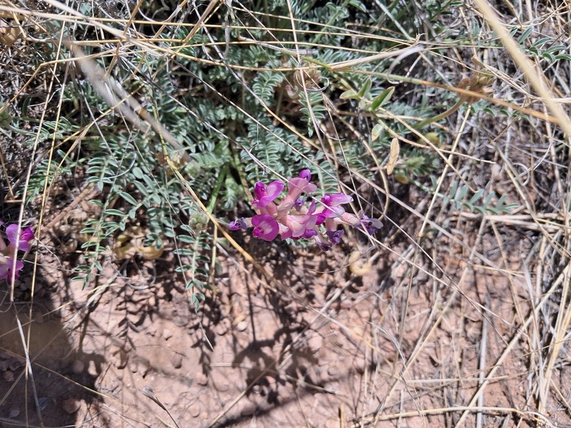 Santa Fe Milkvetch photo 3