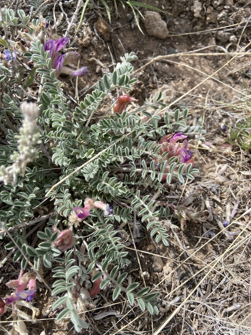 Santa Fe Milkvetch photo 4