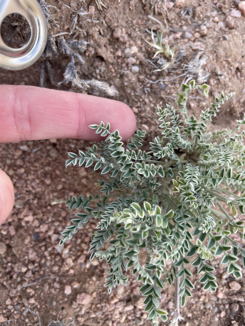 Santa Fe Milkvetch photo 5