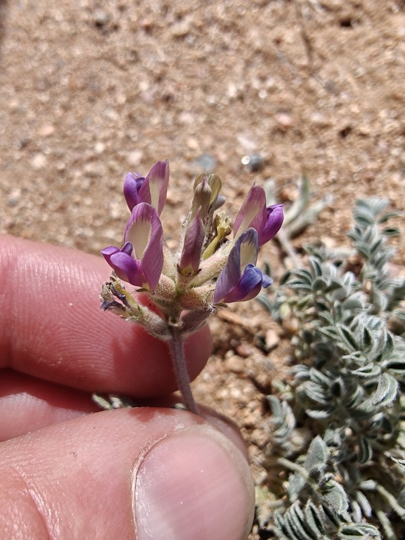 Santa Fe Milkvetch photo 6
