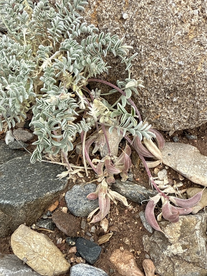 Santa Fe Milkvetch photo 7