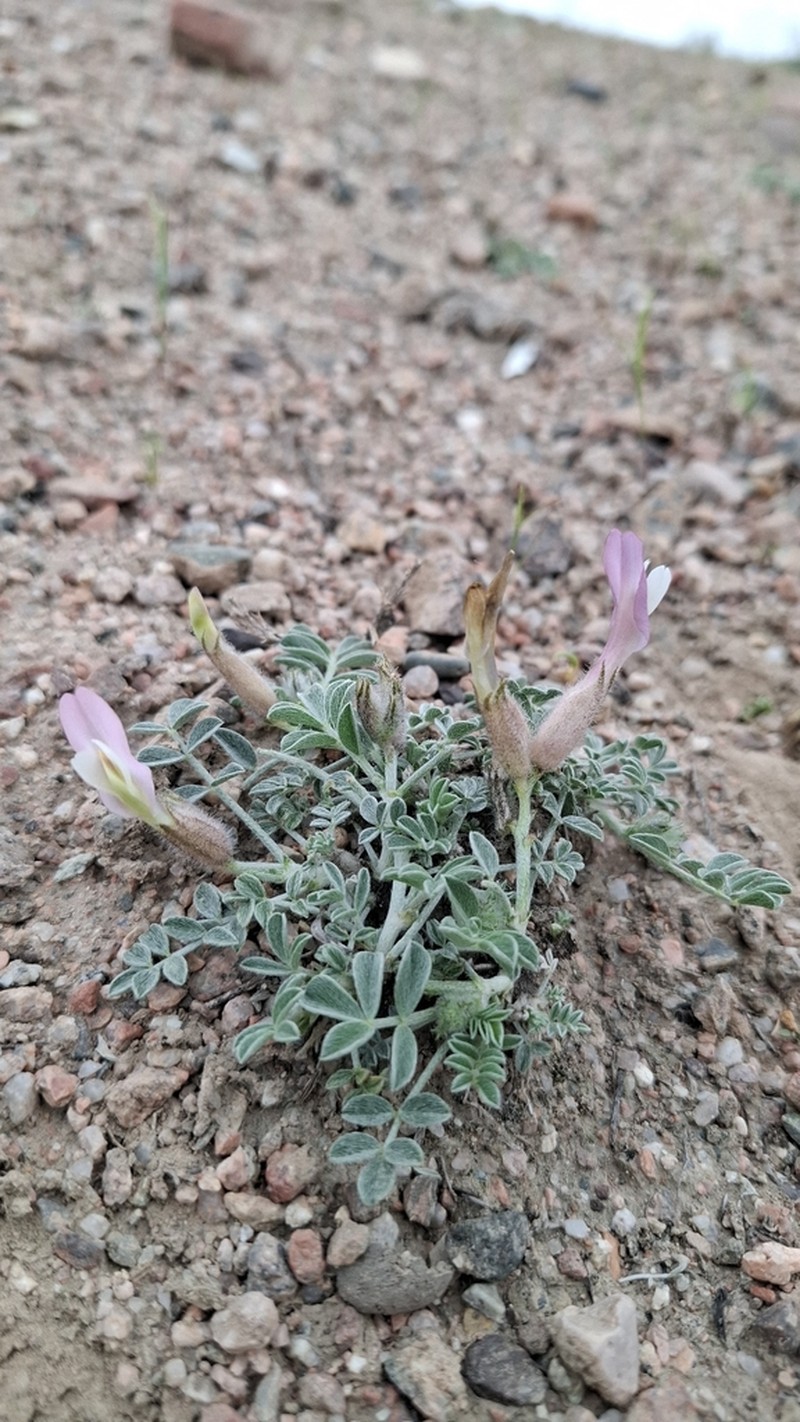 Astragalus ferganensis