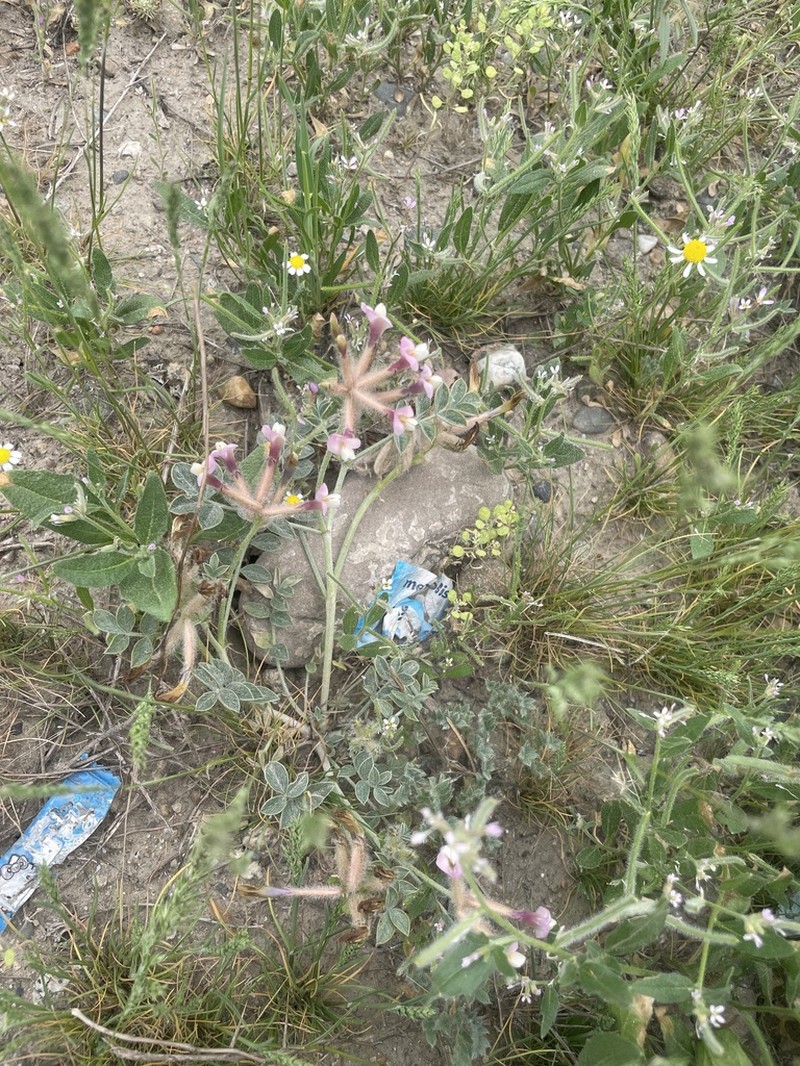 Astragalus ferganensis photo 2