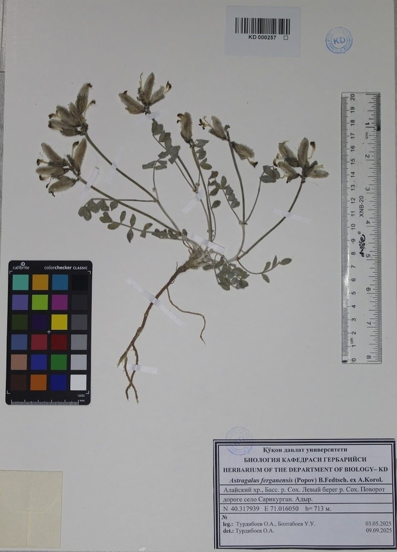 Astragalus ferganensis photo 3