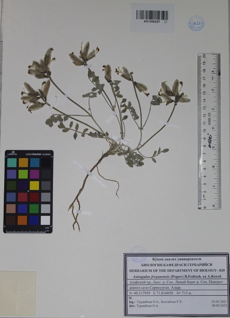 Astragalus ferganensis photo 4
