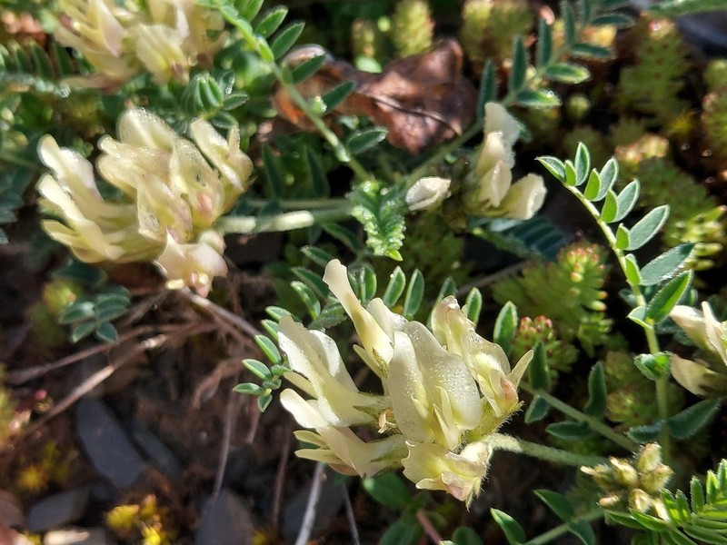 Astragalus fialae
