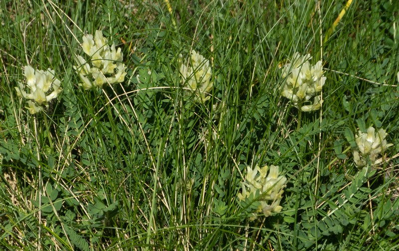 Astragalus fialae photo 2
