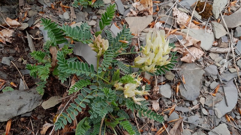 Astragalus fialae photo 4