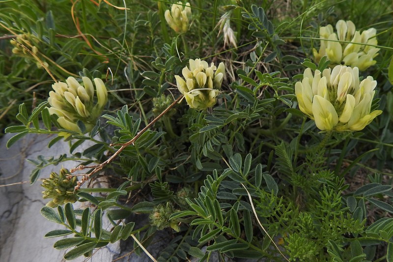 Astragalus fialae photo 5