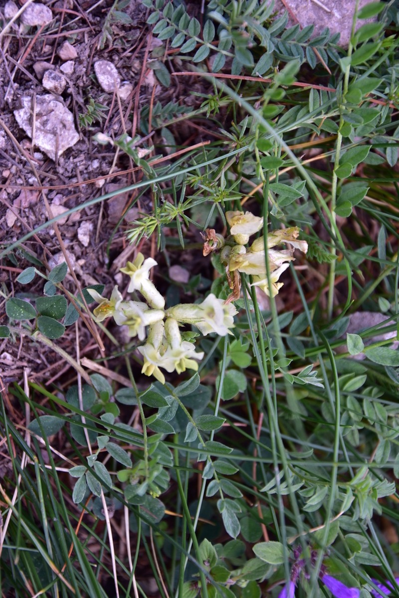 Astragalus fialae photo 6