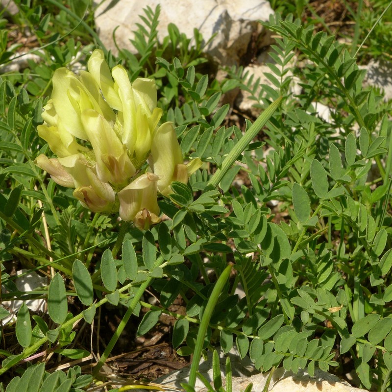 Astragalus fialae photo 7